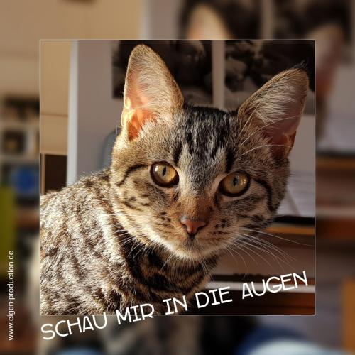 Schau mir in die Augen
